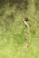 Lejsek sedy - Muscicapa striata - Spotted Flycatcher 8837